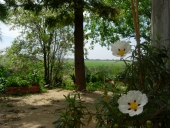 flor blanca en el campo