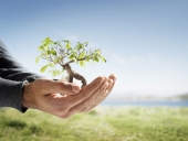 reforestacion y cuidado de arboles