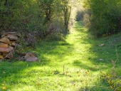 sendero de hierba y luz