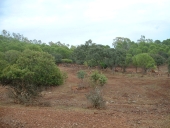 encinas en la sierra y ciervos