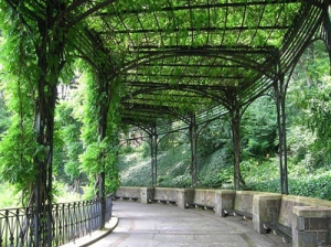 pasillo con plantas trepadoras