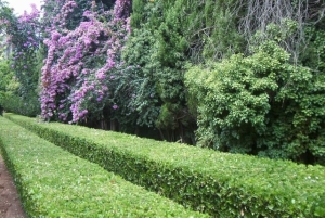 setos de jardin y parque