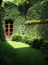 entrada casa enredaderas