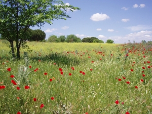 campo de amapolas
