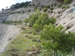 reforestacion en terrazas de desniveles