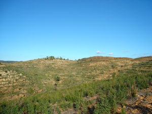 monte repoblado en terrazas