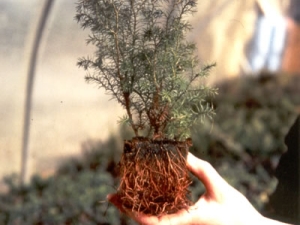 planta forestal para reforestacion